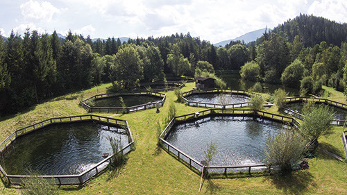 heinischfisch zuchtbecken